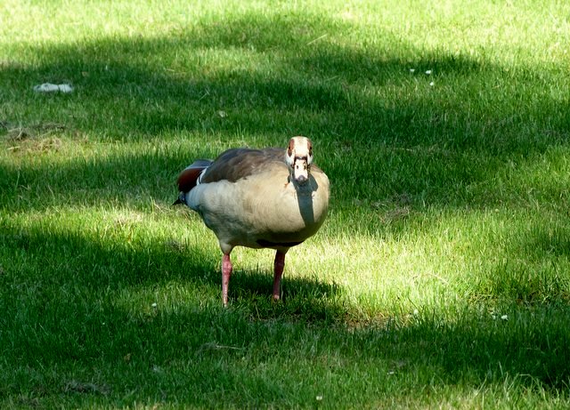 Nilgans