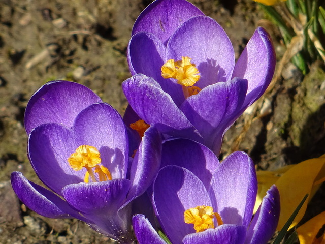 Krokusse
