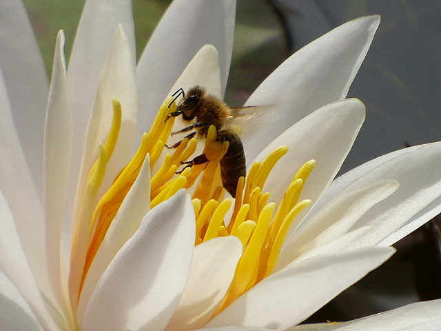 Biene in der Seerose
