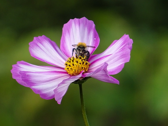 Schmuckkörbchen mit Biene