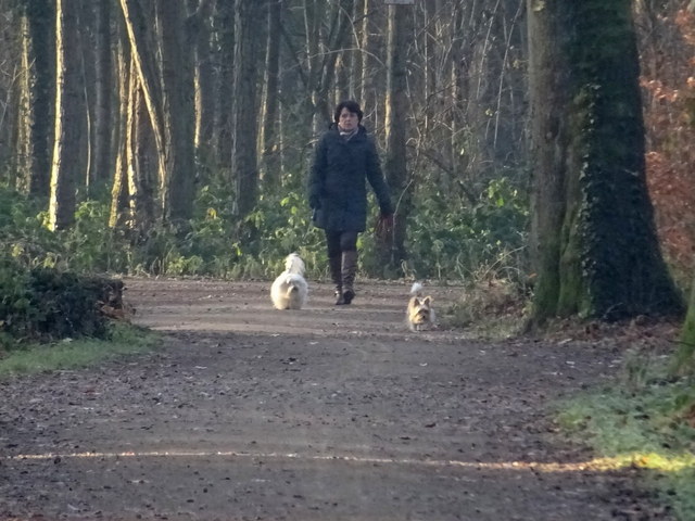 Im Wald