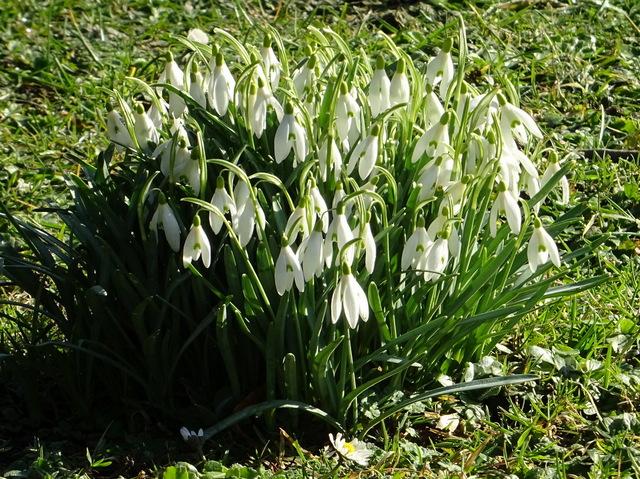 Schneeglöckchen