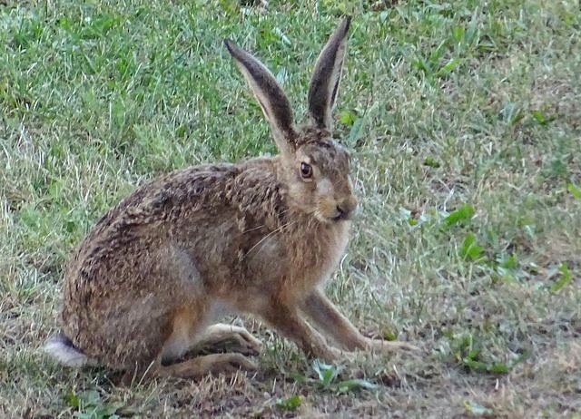 Hase