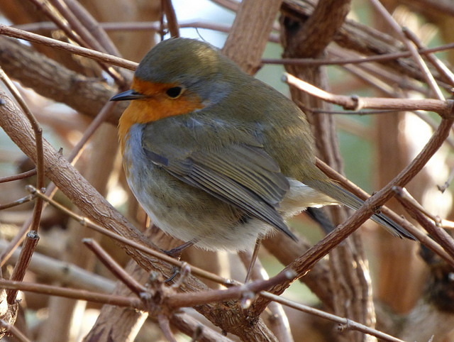 Rotkehlchen