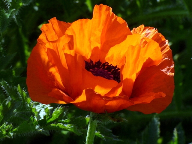 Mohn