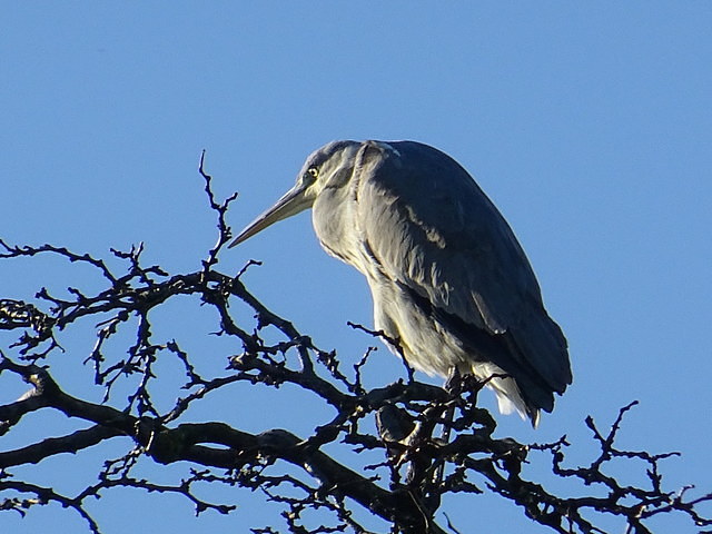 Fischreiher