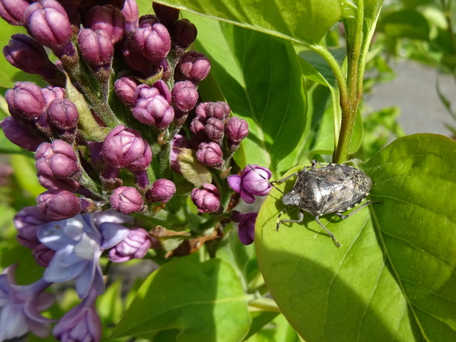 Flieder und Gartenwanze