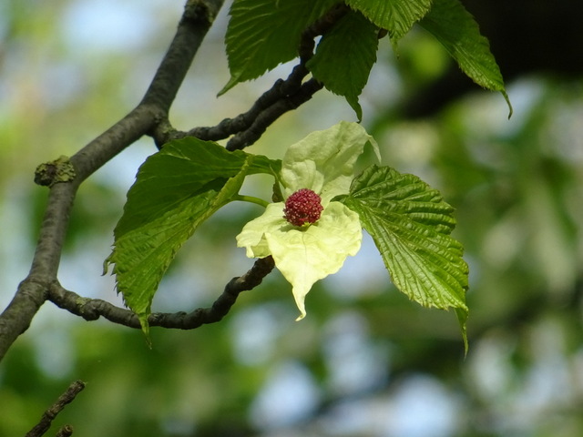 Blüte vom Taschentuchbaum