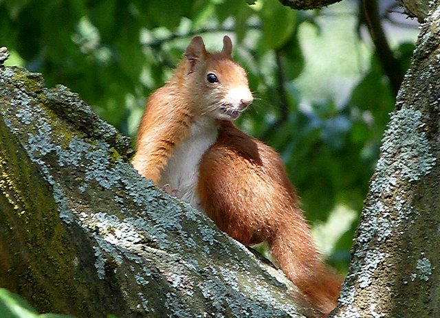 Eichhörnchen