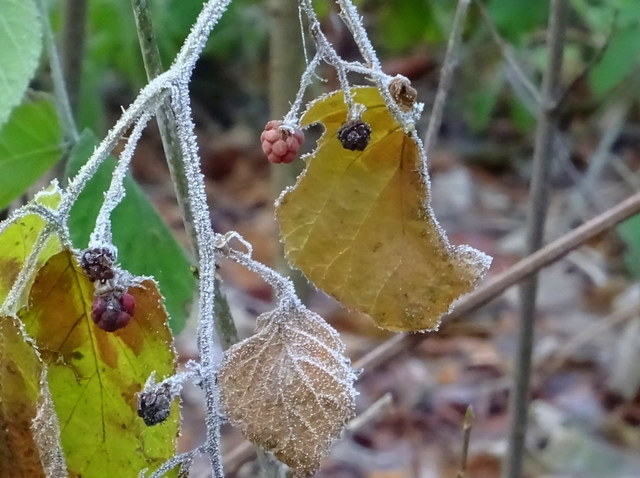 Blätter im Wald mit Raureif
