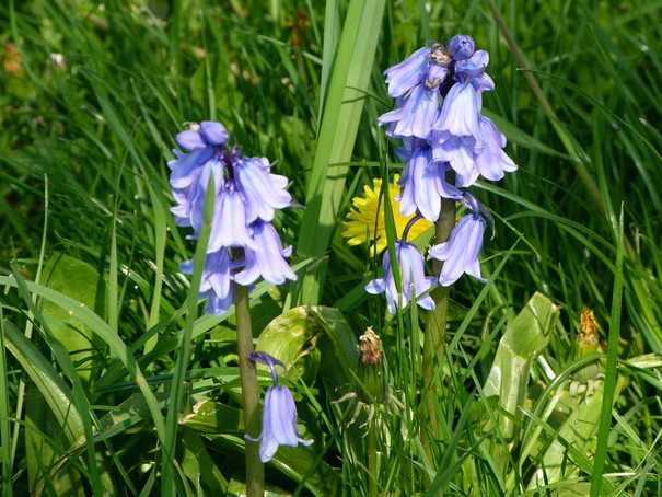 Wiesenblümchen