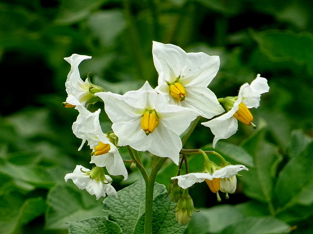 Kartoffelblüten