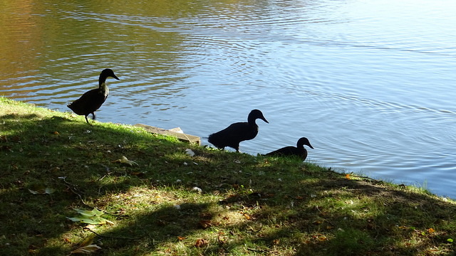 Schwarze Enten