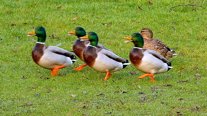 Erpel und Ente