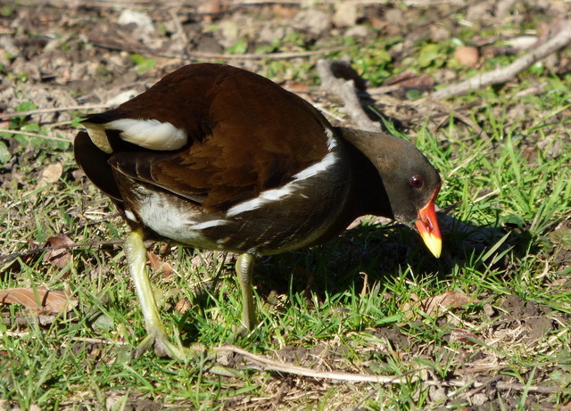 Teichhuhn