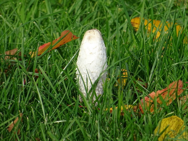 Wiesenpilz