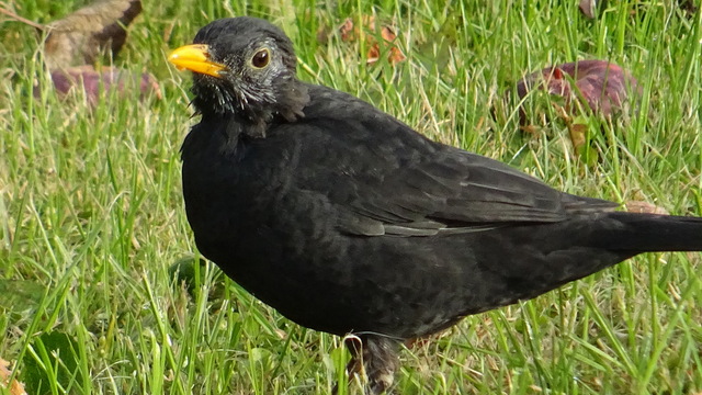 Amsel