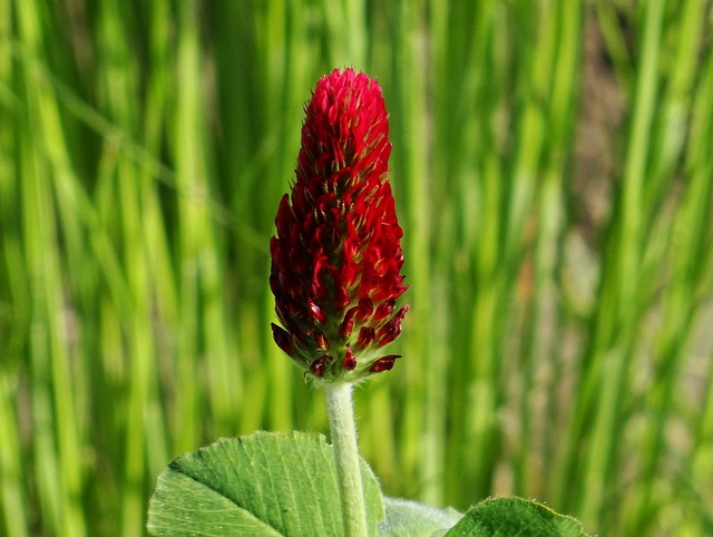 Gartenblüte