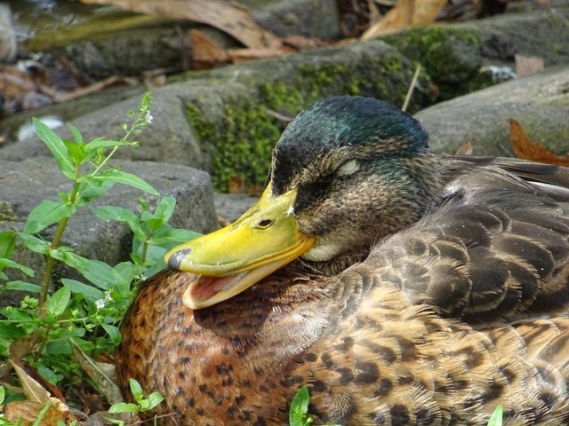 Ente