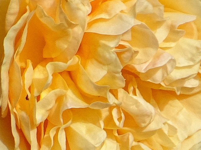Rosenblätter