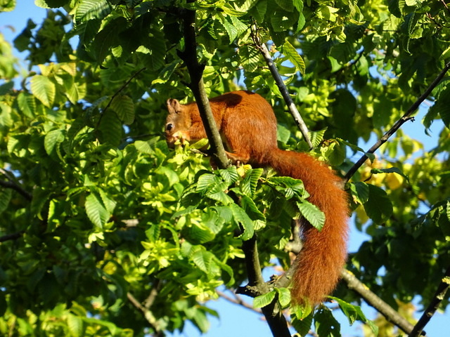 Eichhörnchen