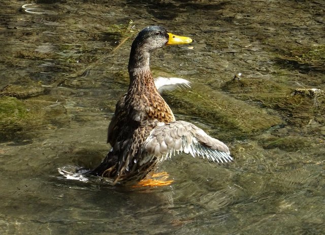 Ente