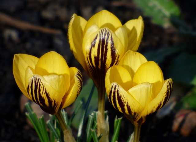 Krokusse