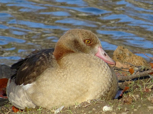 Nilgans