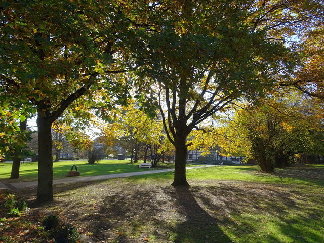 Herbstbäume