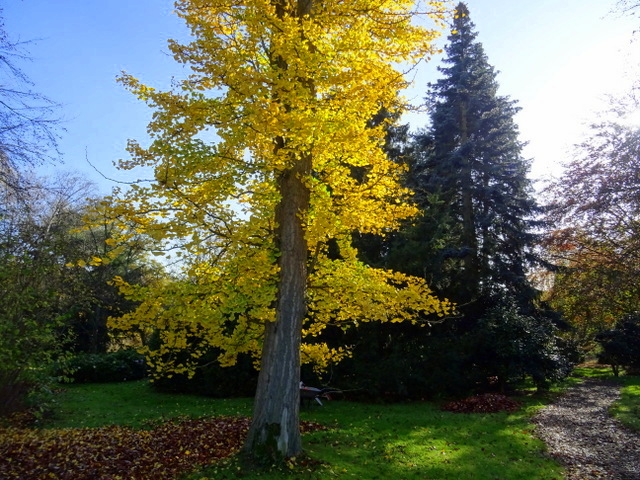 Ginkgo
