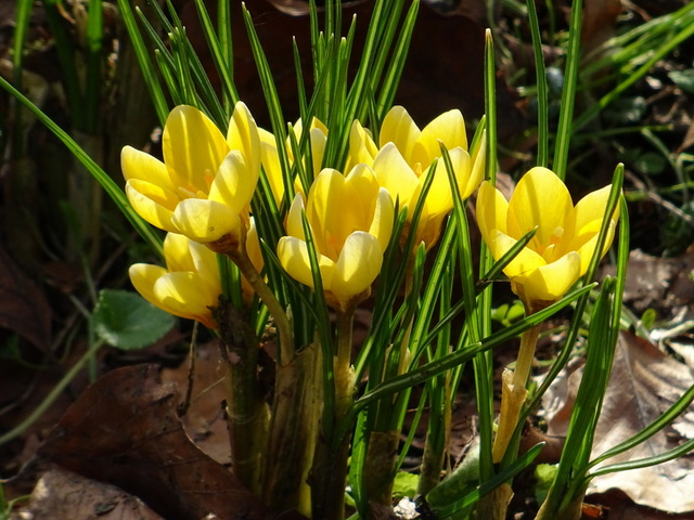 Krokusse