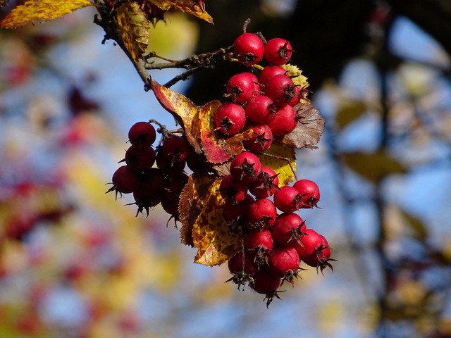 Beeren