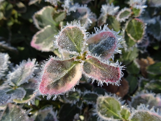Frost