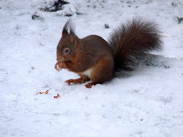 Eichhoernchen