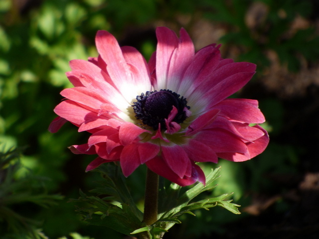 Anemone Im Licht Und Schatten
