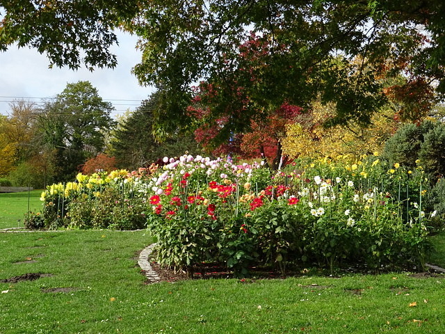 Die letzten Dahlien