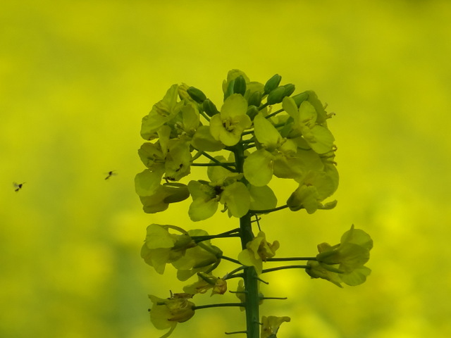 Raps und fliegende Ameisen