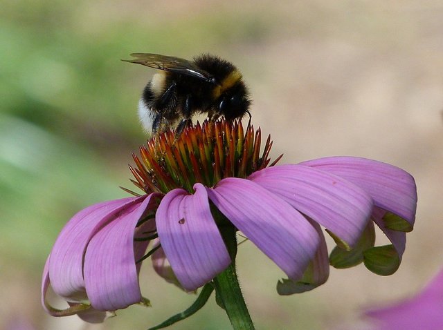 Hummel