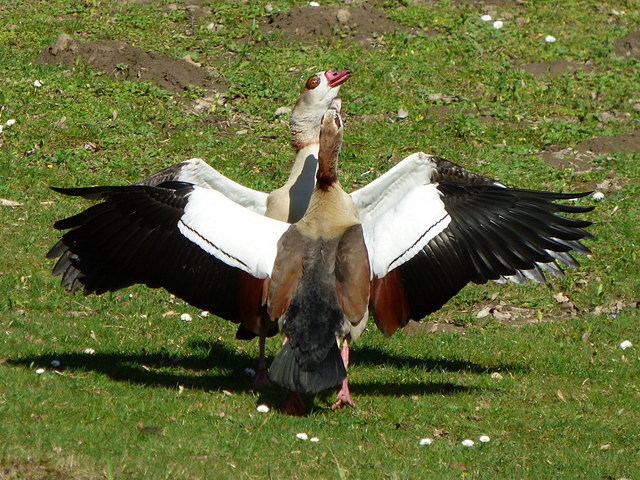 Nilgänse