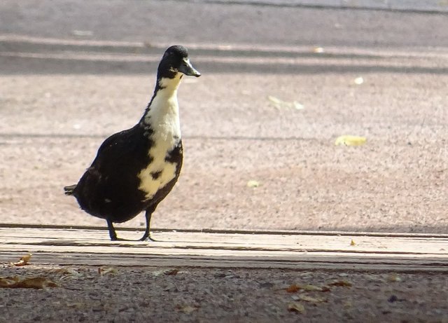 Ente