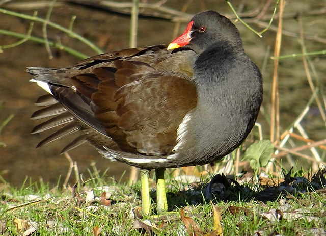 Teichhuhn