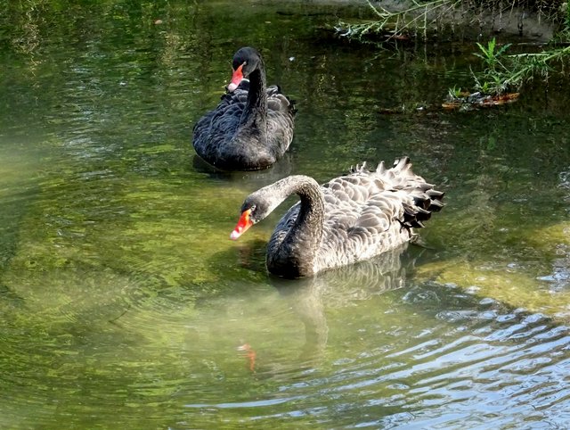 Trauerschwäne