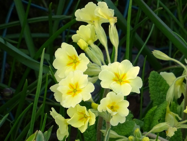 Schlüsselblume