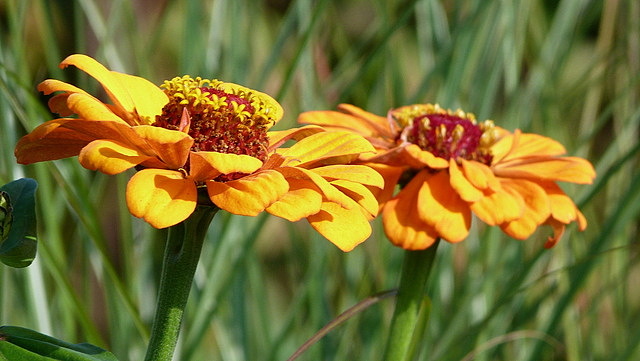 Zinnien