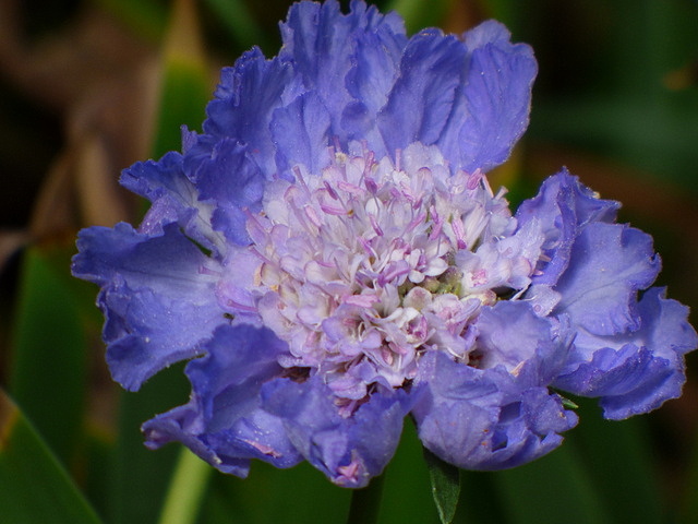 Scabiose