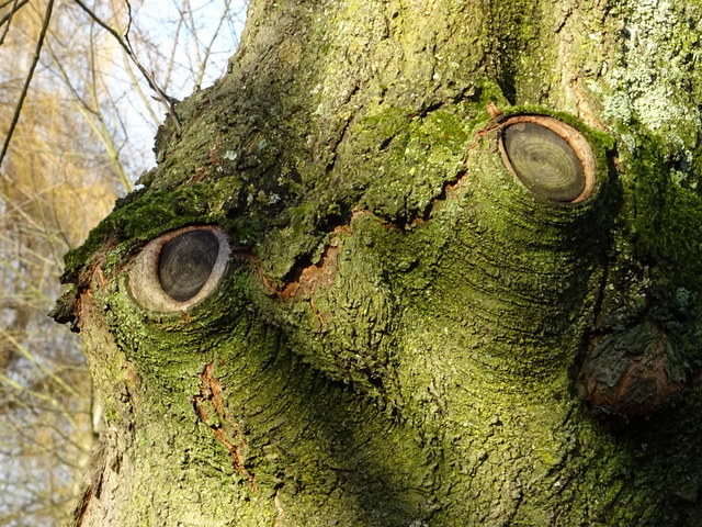 Baumaugen