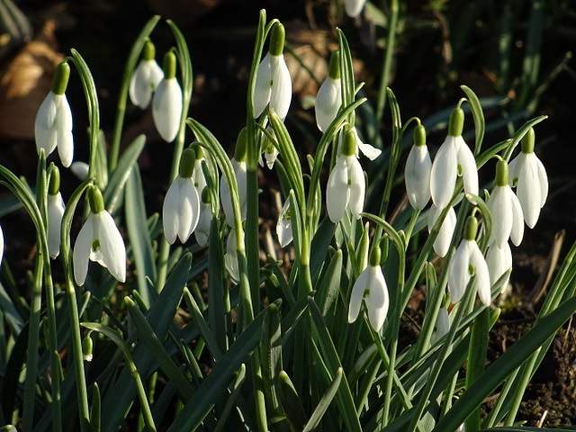 Schneeglöckchen