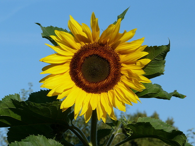 Sonnenblume