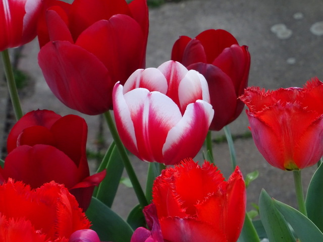 Tulpen