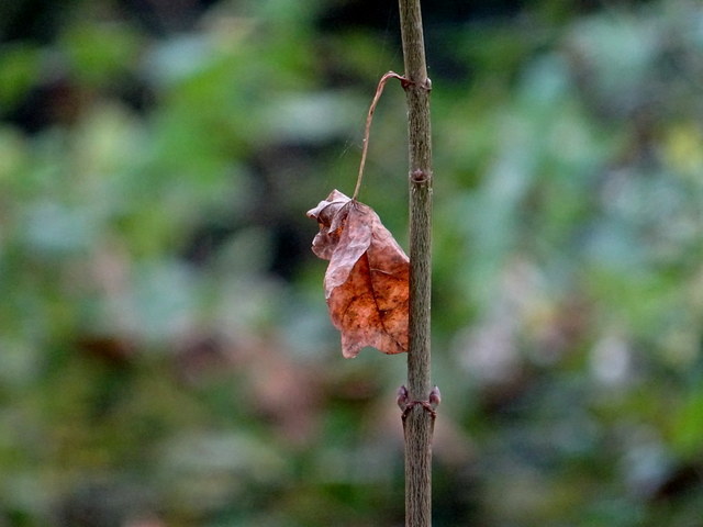 Blatt
